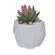 planta-decorativa-concepts-8x10-cm-eckohogar-2